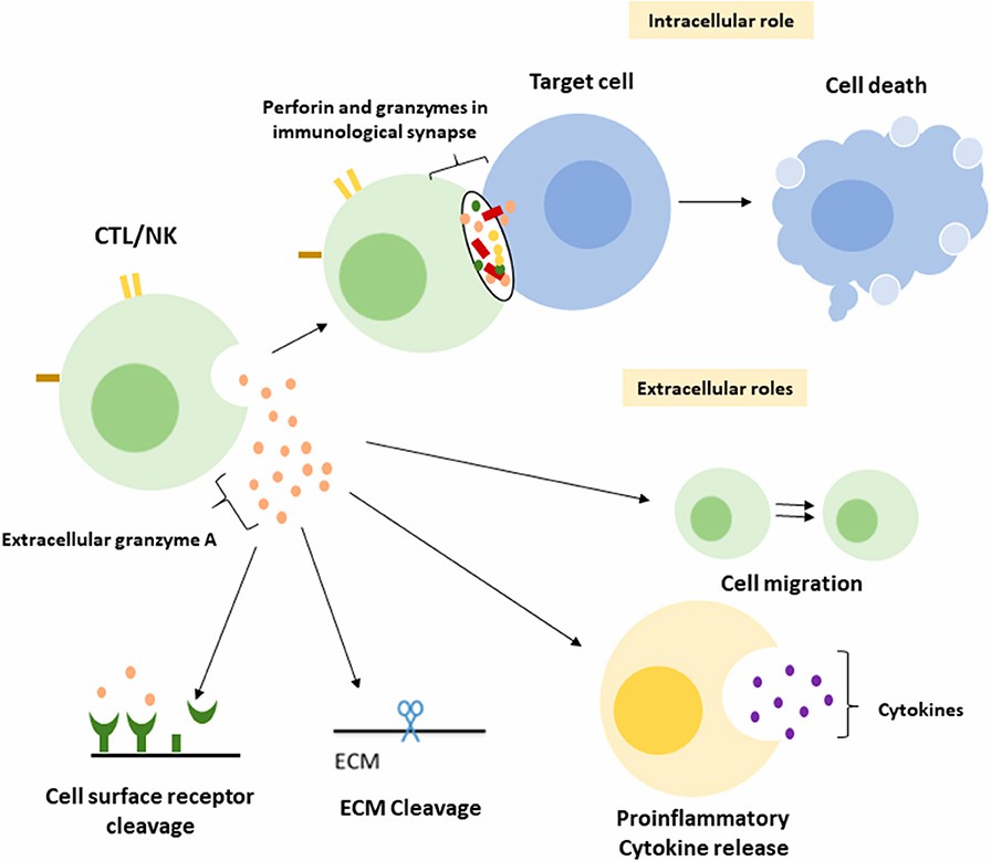 Fig.2 Immune effectors and its functions. (van Daalen, et al., 2020)