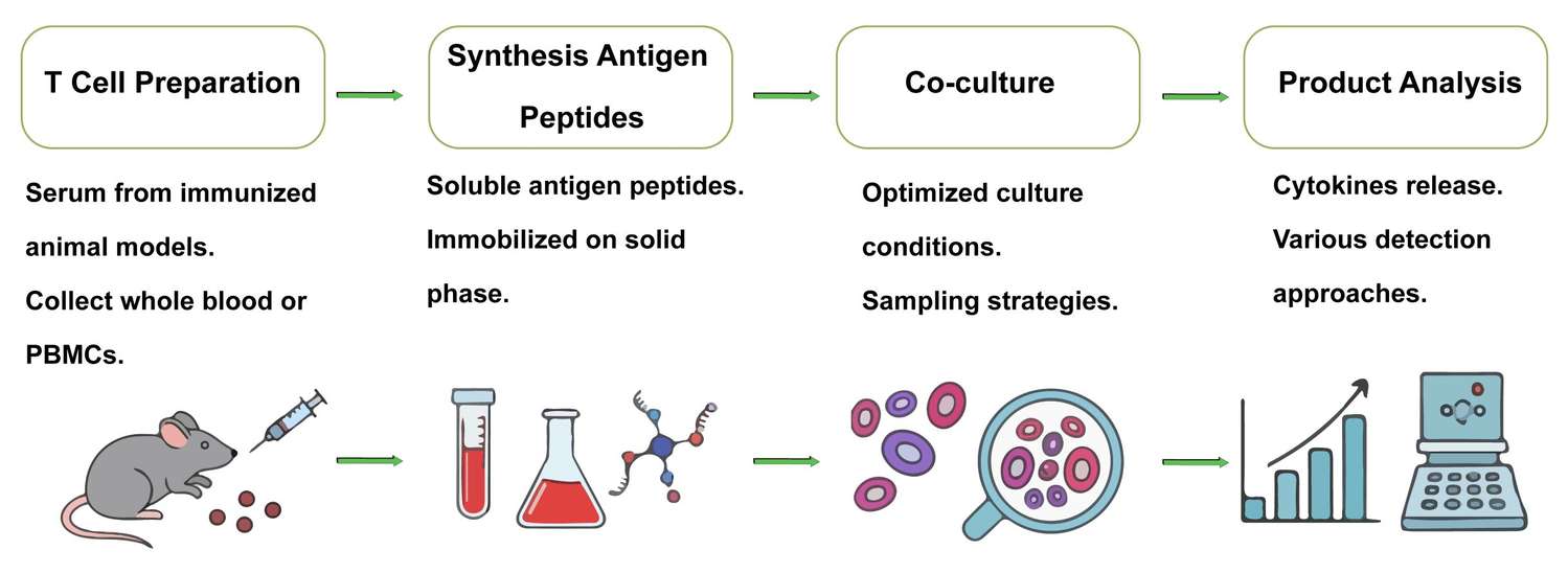 A simple procedure for T cell-based bioassay. (Creative Biolabs Original)