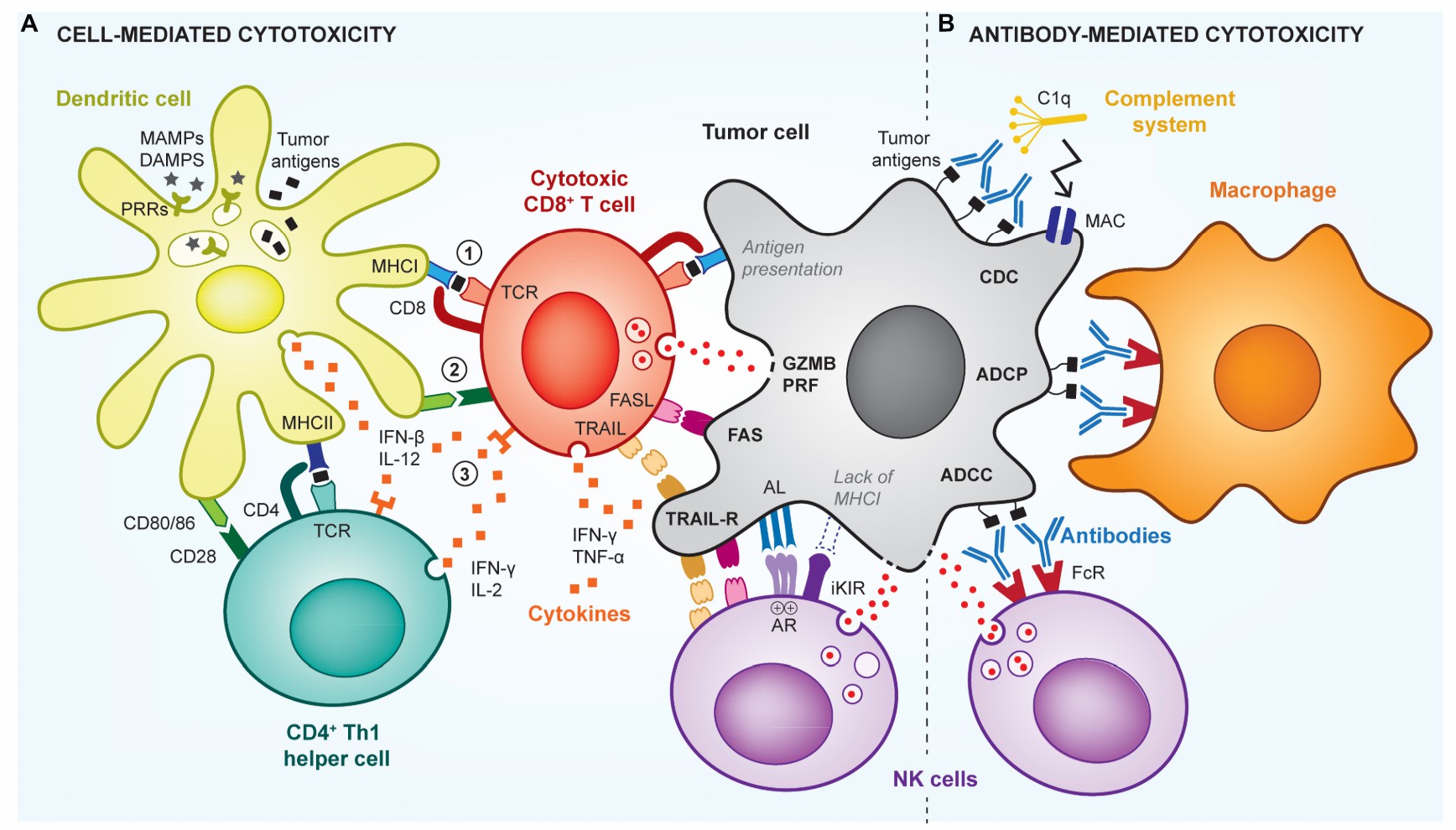 The roles of adaptive T cells and B cells in anti-tumor immunity. (Briquez, et al., 2020)