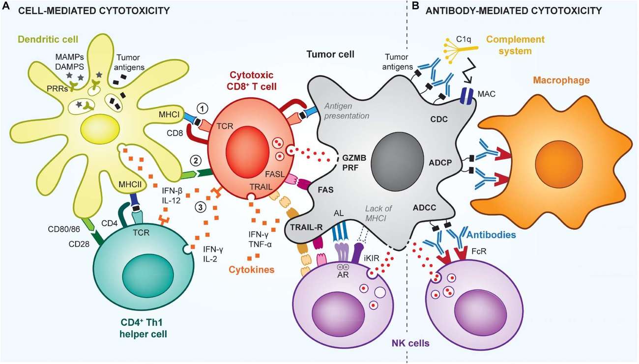 Fig.1 T and B lymphocytes in anti-tumor defense. (OA Literature)