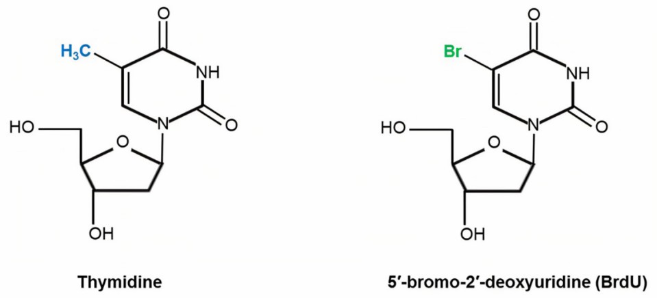 The structure of thymidine and BrdU.