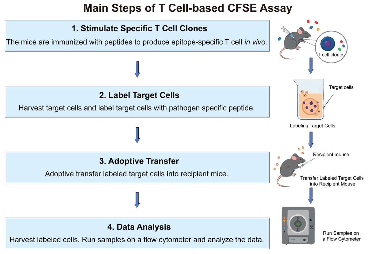 A simple procedure for T cell-based CFSE assay. (Creative Biolabs Original)