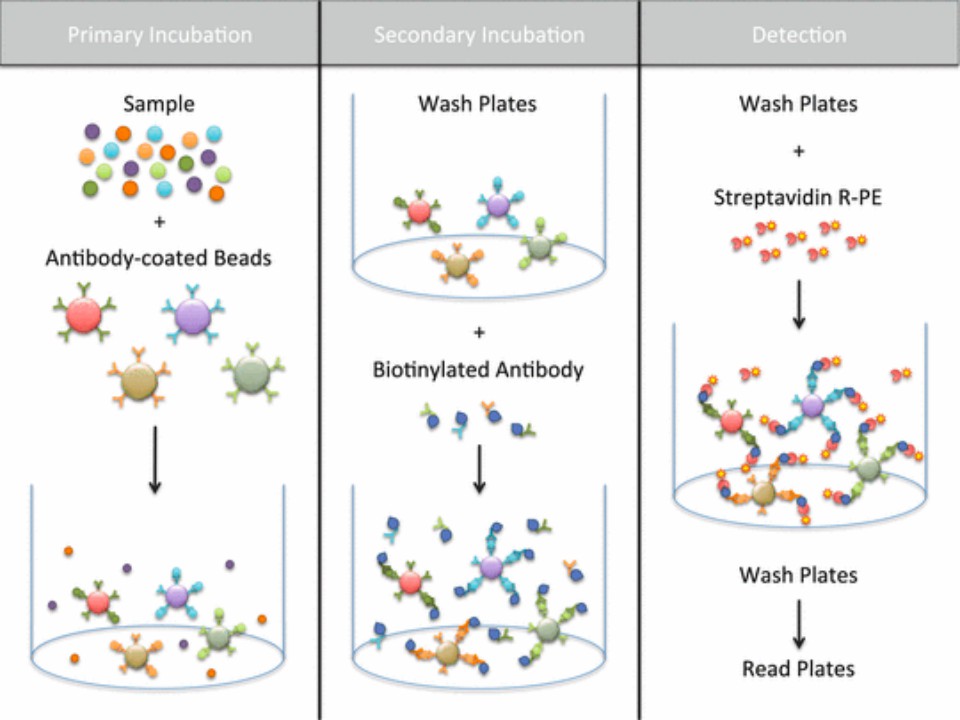 Quantification of multiple cytokines and chemokines using cytometric bead arrays. (Moncunill, et al., 2014)