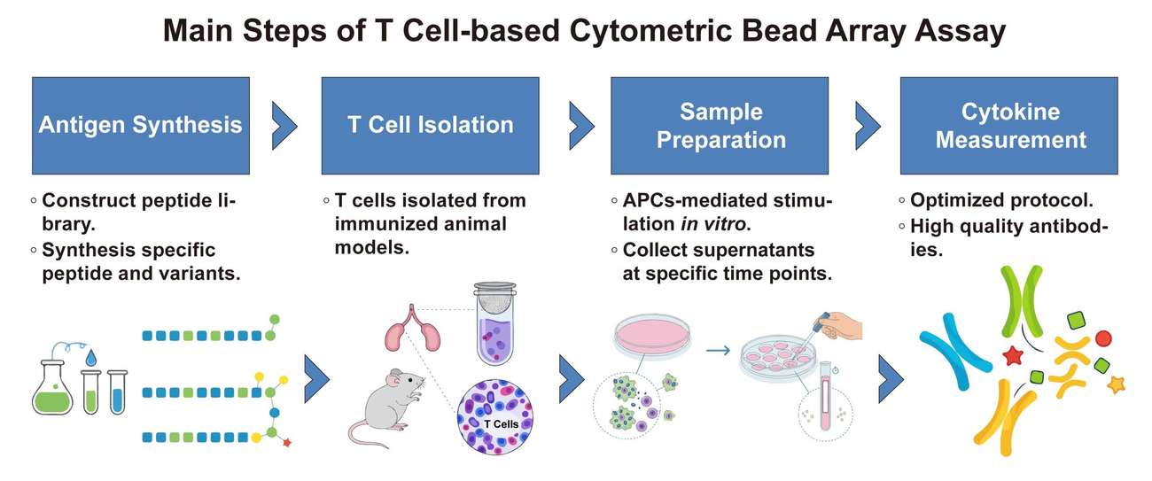 A simple procedure for T cell-based cytometric bead array assay. (Creative Biolabs Original)