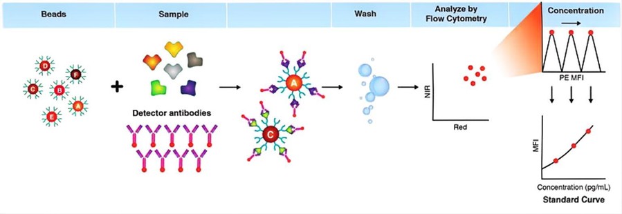 Principle of CBA assay.