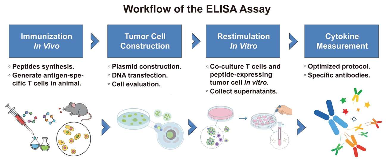 A simple procedure for T and B cell-based ELISA assay. (Creative Biolabs Original)