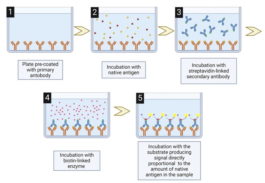 Sandwich ELISA assay principles.