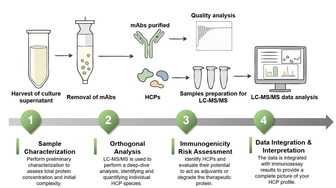 Core steps of the immunogenic host cell protein analysis assay process. (Creative Biolabs Original)