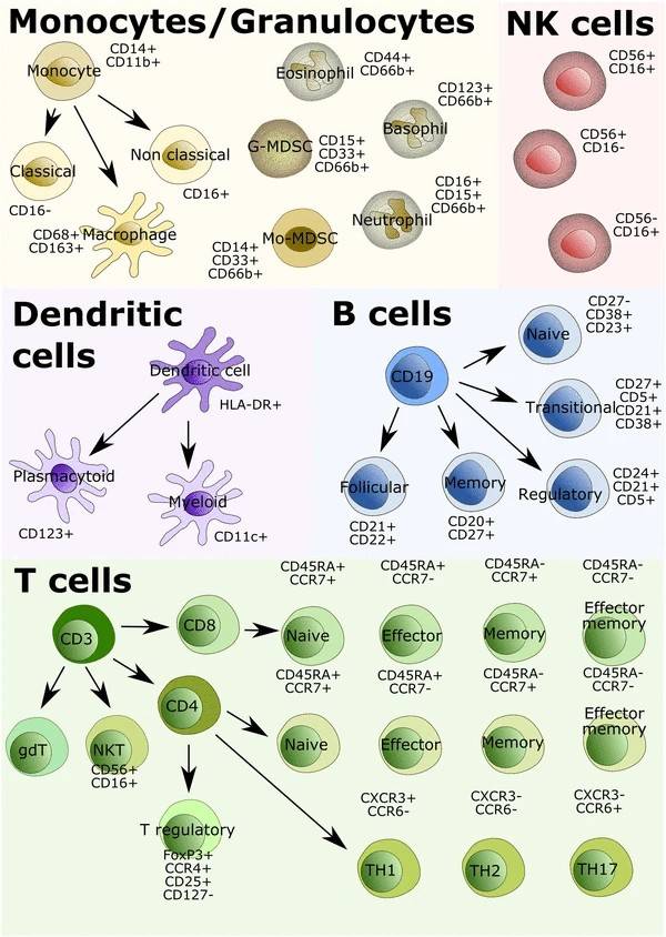 Fig.1 Marker panels for the identification and characterization of major immune cell subsets. (OA Literature)