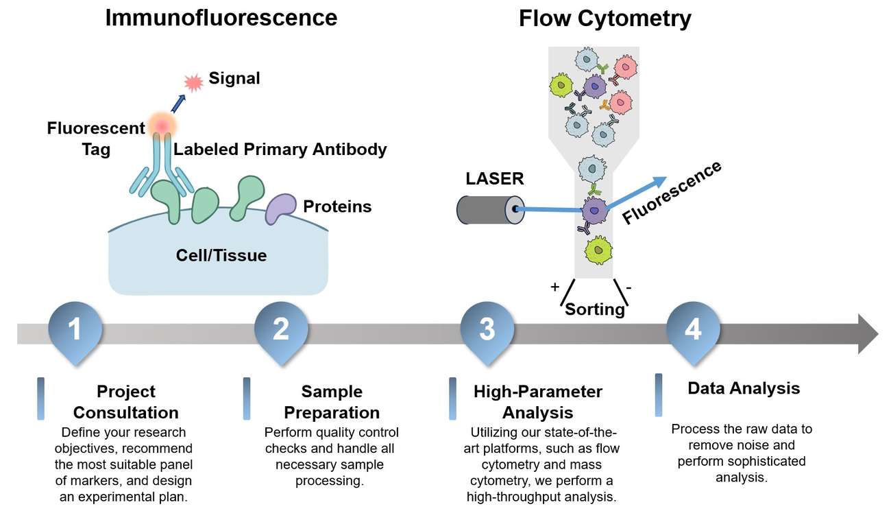Core steps of immune cell surface marker identification. (Creative Biolabs Original)