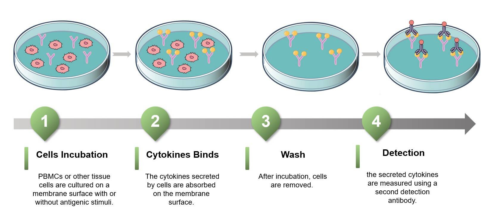 Core steps of the ELISPOT assay process. (Creative Biolabs Original)