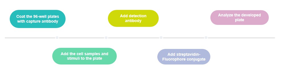 Fig.1 6 General steps of FluoroSpot. (Creative Biolabs Original)