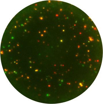 Fig.4 Overlay image of a triple color FluoroSpot well. (Janetzki & Sylvia, 2015)
