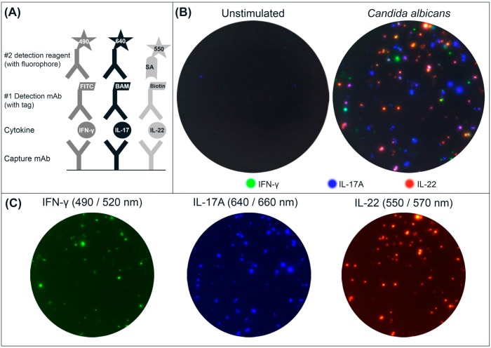 Fig.1 Schematic drawing of the triple IFN-γ/IL-17A/IL-22 FluoroSpot assay. (OA Literature)