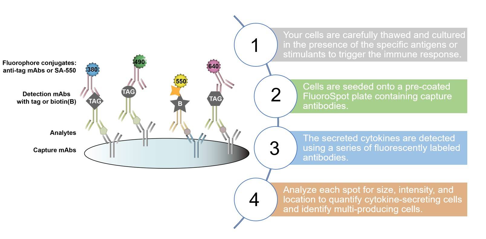 Core steps of fluoroSpot assay process. (Creative Biolabs Original)