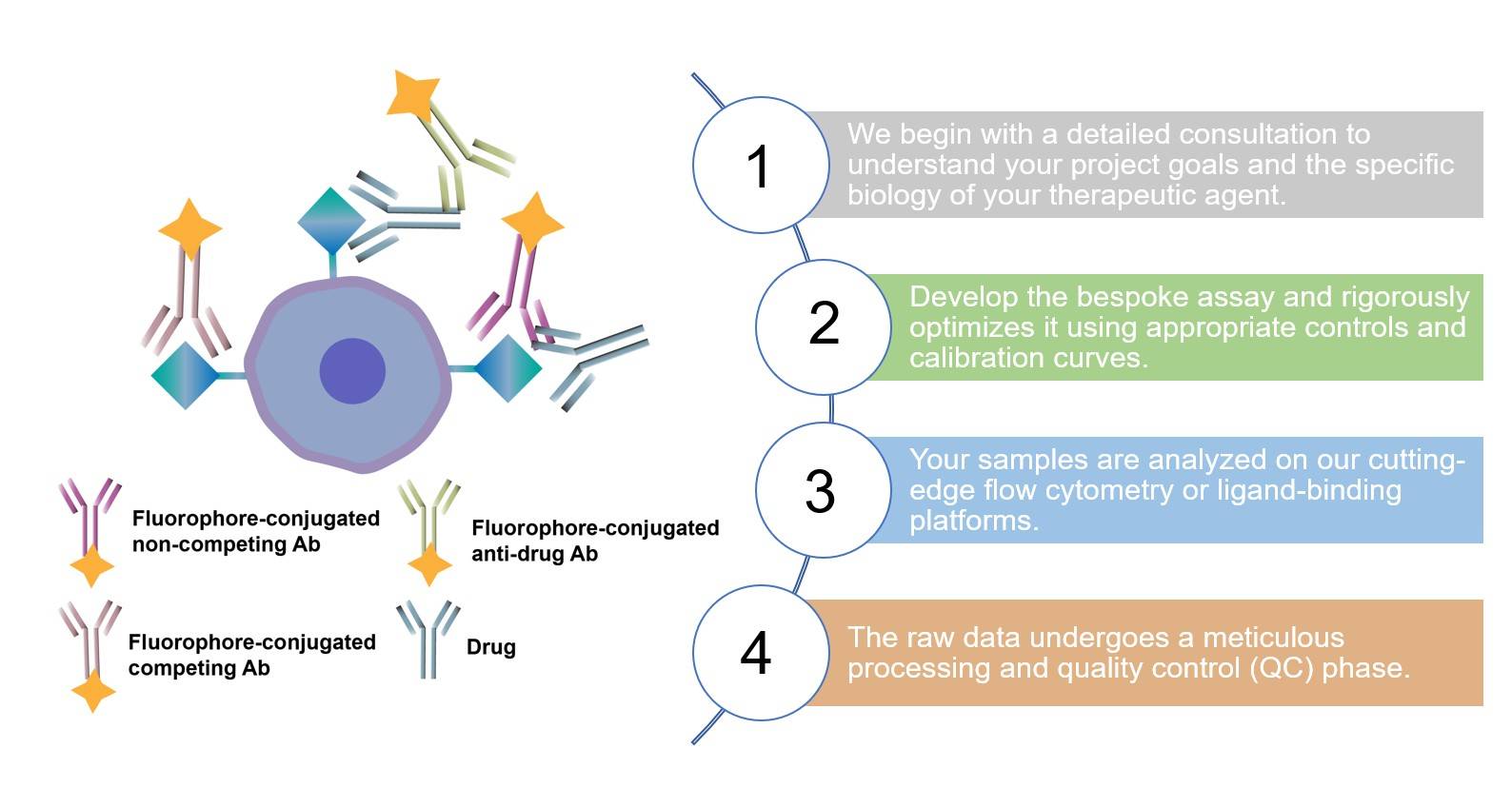 Core steps of immuno-oncology receptor occupancy measurement service. (Creative Biolabs Original)