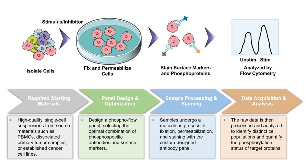 Core steps of immuno-oncology phospho-flow cytometry assay process. (Creative Biolabs Original)