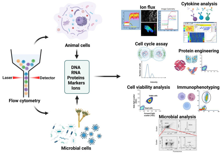 Fig.1 Flow cytometry as a powerful tool for cell analysis, sorting, and gaining deeper insights into complex biological systems. (OA Literature)