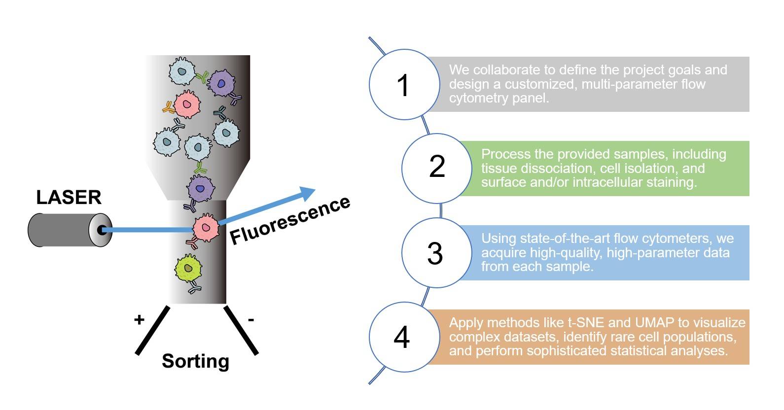 Core steps of immuno-oncology flow cytometry assay process. (Creative Biolabs Original)
