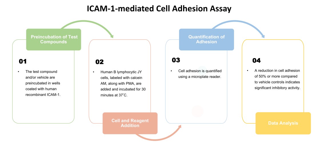 Procedure of ICAM-1-mediated cell adhesion assay. (Creative Biolabs Original)