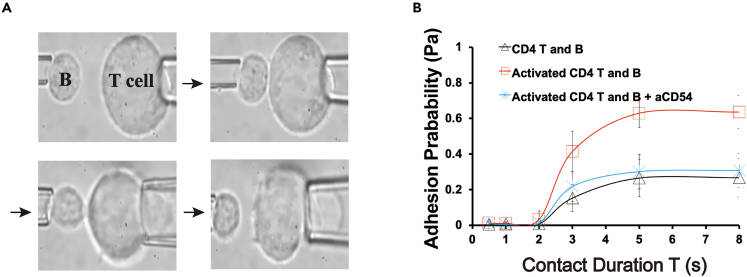 ICAM-1 facilitates increased adhesion between human CD4+ T cells and B cells following TCR/CD28 stimulation. 
