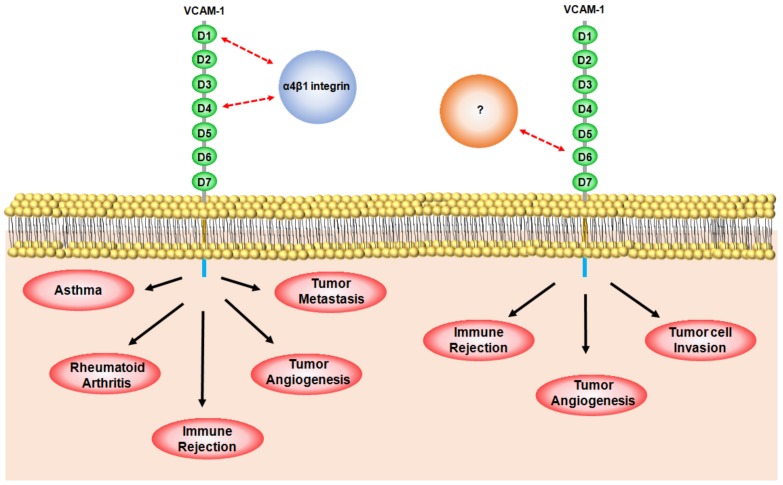 Fig.1 A diagrammatic illustration showcasing the distinct functional contributions of individual immunoglobulin (Ig)-like domains within VCAM-1.