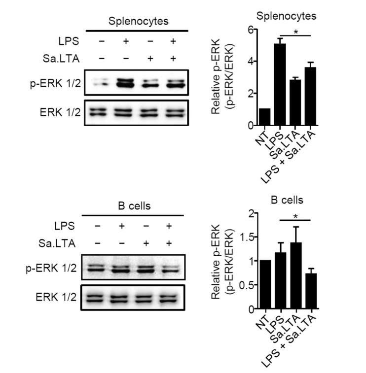 Fig.1 Splenocytes or isolated B cells were activated using LPS. 
