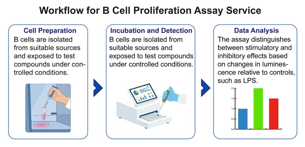 A simple procedure for B cell proliferation assay service. (Creative Biolabs Original)