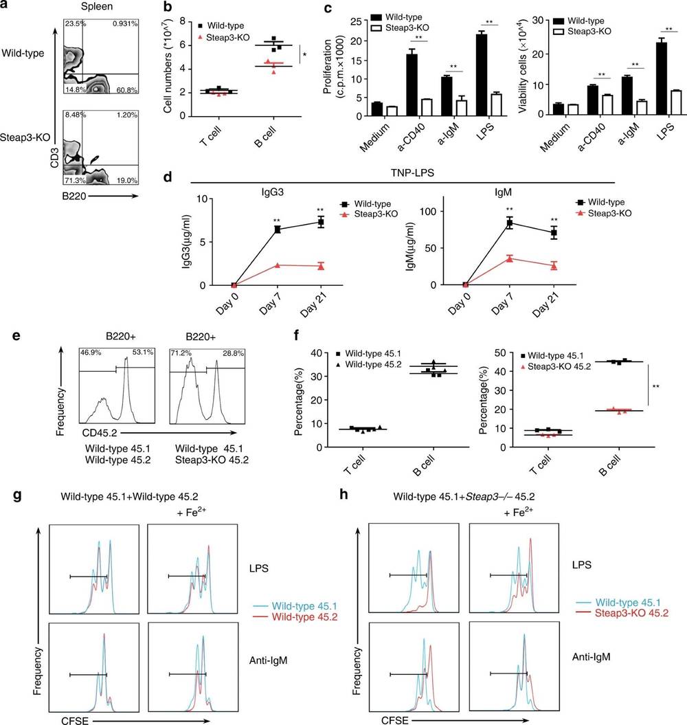 Fig.1 Disrupted development and proliferative defect of mature B cells in murine models. (OA Literature)