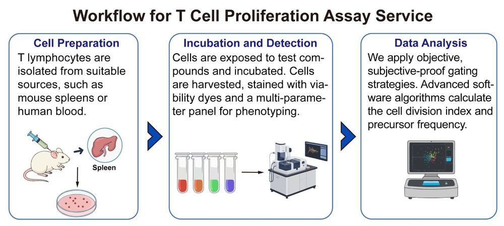 A simple procedure for T cell proliferation assay service. (Creative Biolabs Original)