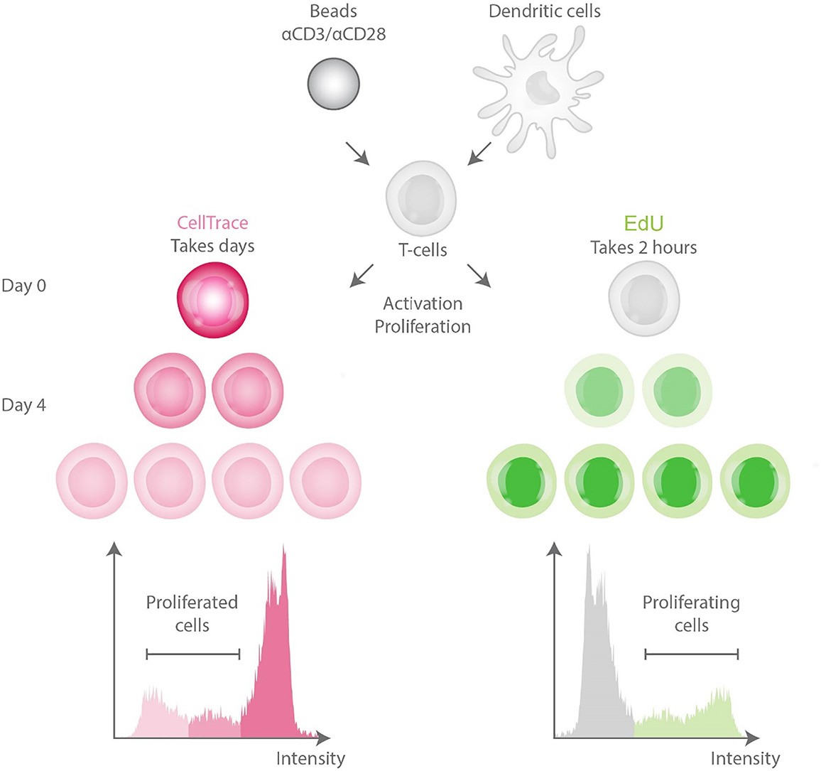 Fig.1 Comparative evaluation of T-cell proliferation assays. (OA Literature)