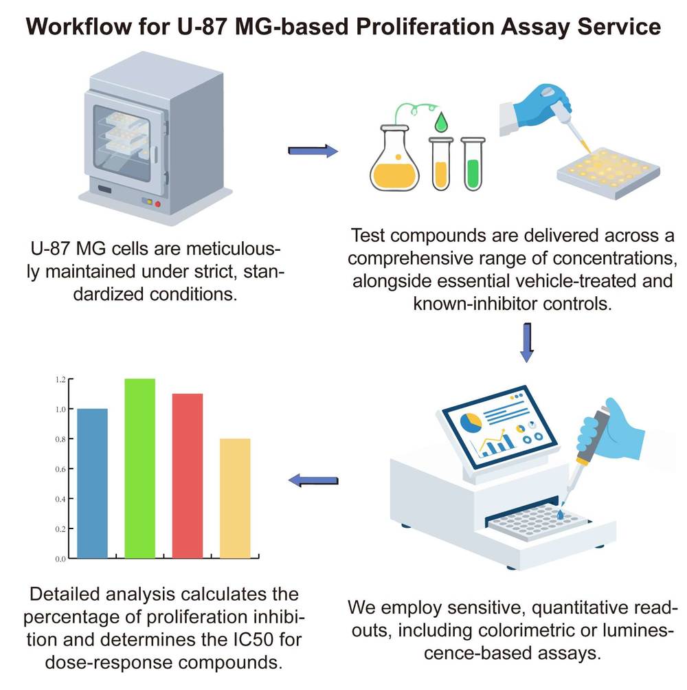 A simple procedure for human brain cell U-87 MG based proliferation assay service. (Creative Biolabs Original)