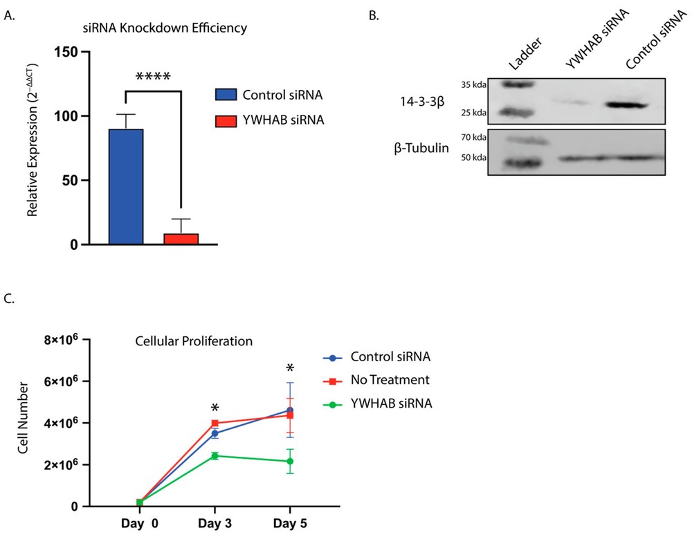Fig.1 siRNA-mediated knockdown of 14-3-3β attenuates proliferation in U87MG cells. (OA Literature)