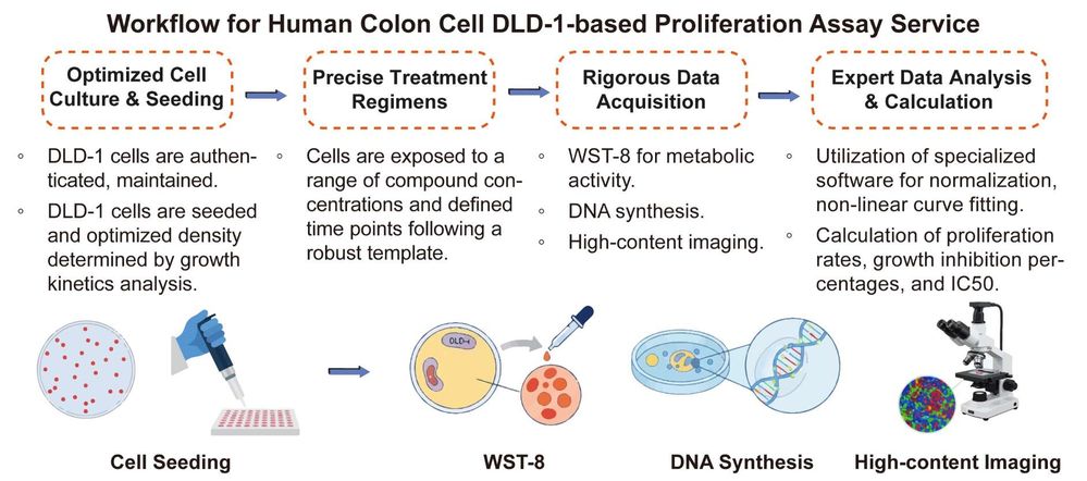 A simple procedure for human colon cell DLD-1 based proliferation assay service. (Creative Biolabs Original)