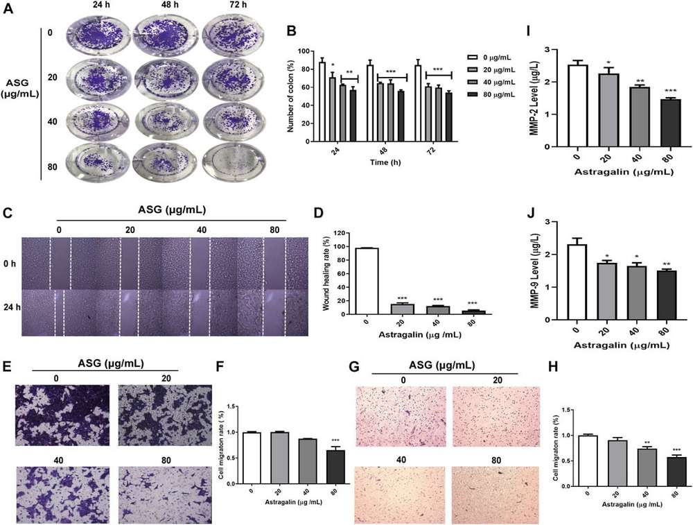 Fig.1 Astragalin impairs the migratory and invasive capacities of HCT116 cells. (OA Literature)