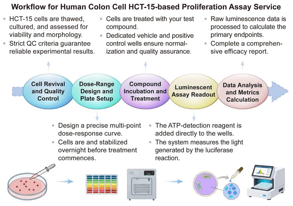 A simple procedure for human colon cell HCT-15 based proliferation assay service. (Creative Biolabs Original)