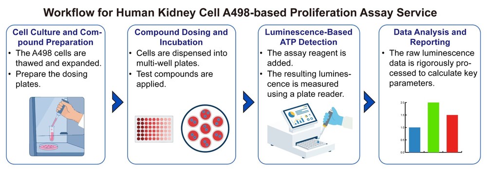 A simple procedure for human kidney cell A498 based proliferation assay service. (Creative Biolabs Original)