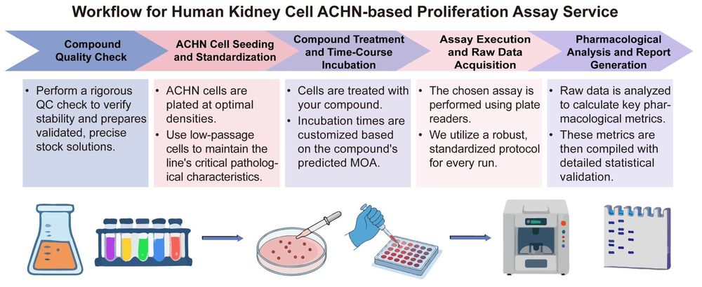 A simple procedure for human kidney cell ACHN based proliferation assay service. (Creative Biolabs Original)