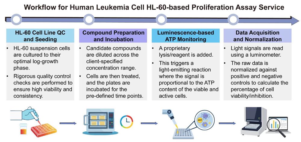 A simple procedure for human leukemia cell HL-60 based proliferation assay service. (Creative Biolabs Original)