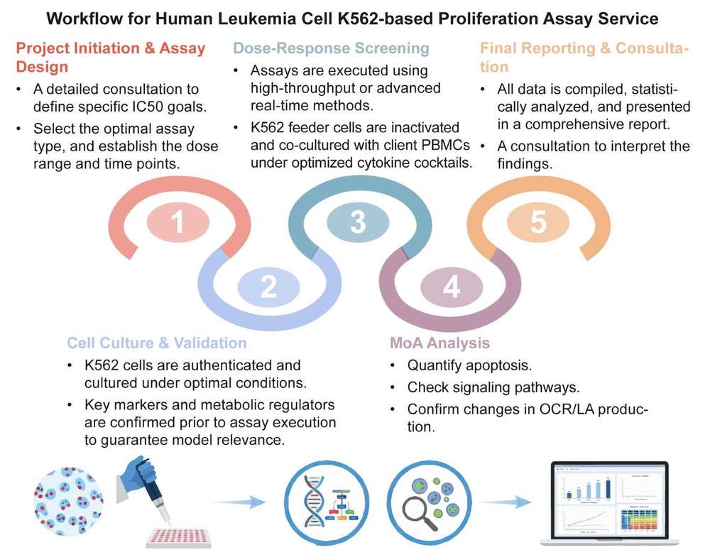 A simple procedure for human leukemia cell K562 based proliferation assay service. (Creative Biolabs Original)