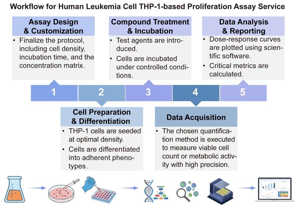 A simple procedure for human leukemia cell THP-1 based proliferation assay service. (Creative Biolabs Original)