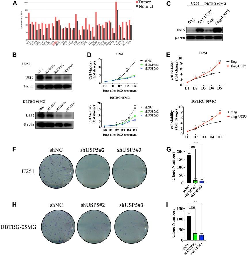 Fig.1 The pro-proliferative role of USP5 in glioblastoma cells. (OA Literature)