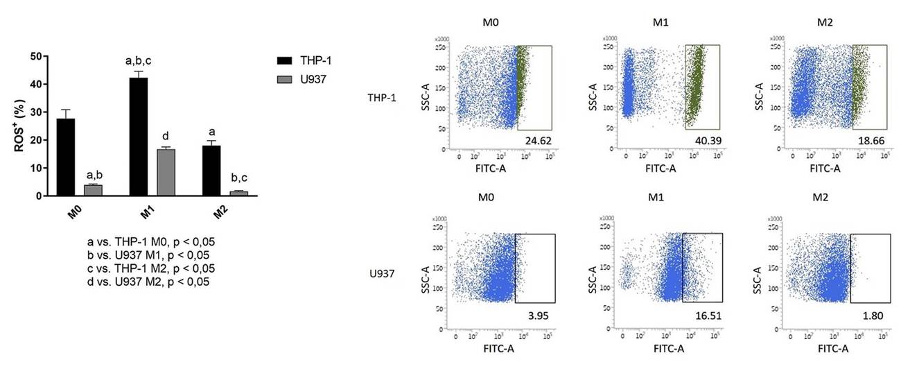 Fig. 1 ROS in different cell-derived macrophages.