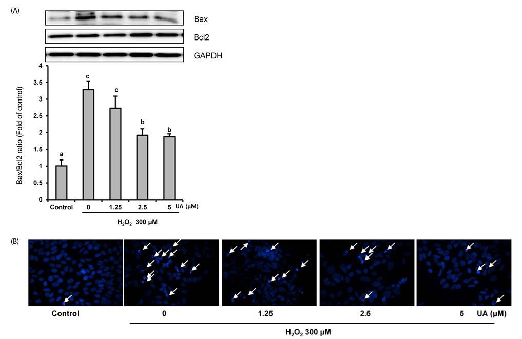 Fig. 1 SK-N-MC cell as a research model.
