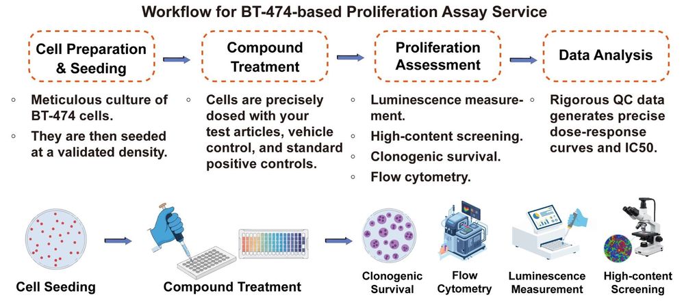 A simple procedure for human breast cell BT-474 based proliferation assay service. (Creative Biolabs Original)