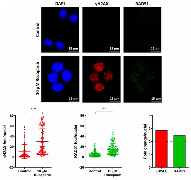 Fig. 1 DNA damage response on OVCAR3 cells.