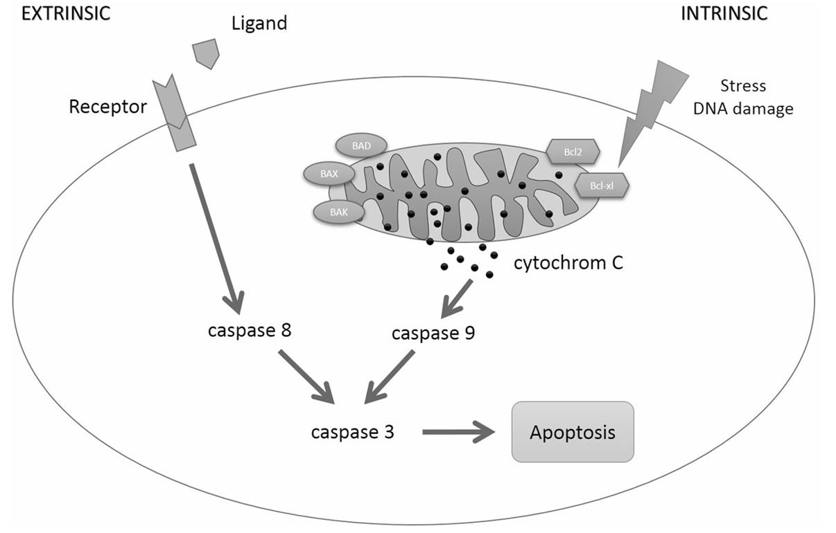 Fig. 1 Staurosporine-induced apoptosis signal pathway. 