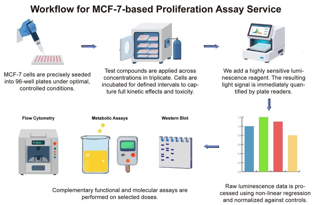 A simple procedure for human breast cell MCF-7 based proliferation assay service. (Creative Biolabs Original)