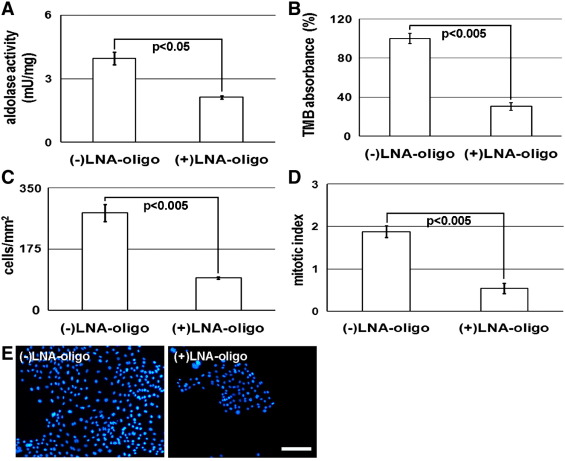 Fig.1 The impact of LNA-oligo on ALDA expression and KLN-205 cell proliferation.