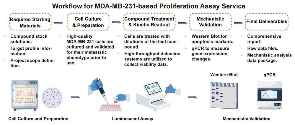 A simple procedure for human breast cell MDA-MB-231 based proliferation assay service. (Creative Biolabs Original)